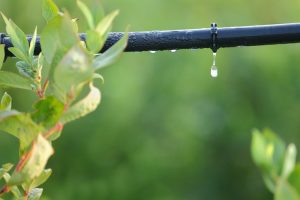 drip irrigation for [kds_loction]